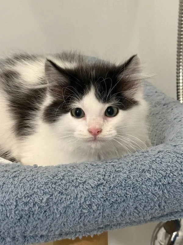 A young medium-sized male Black Domestic Long Hair cat named Harold for adoption in Fort Collins, CO