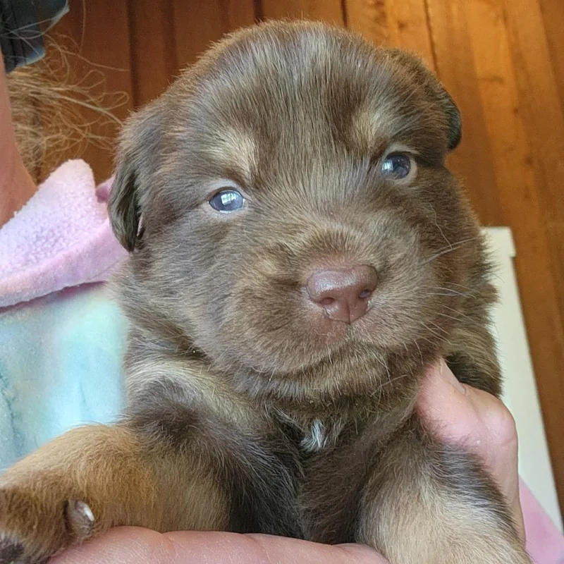 A baby small-sized female Brown / Chocolate Mixed Breed dog named Sugar Bear for adoption in Centralia, WA