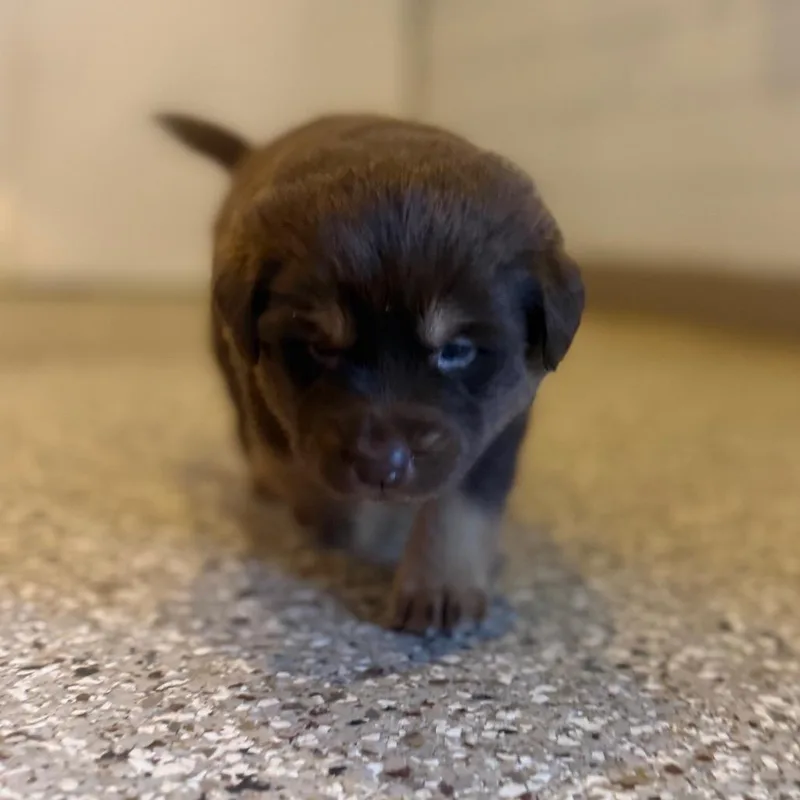 Sugar Bear thumbnail 6