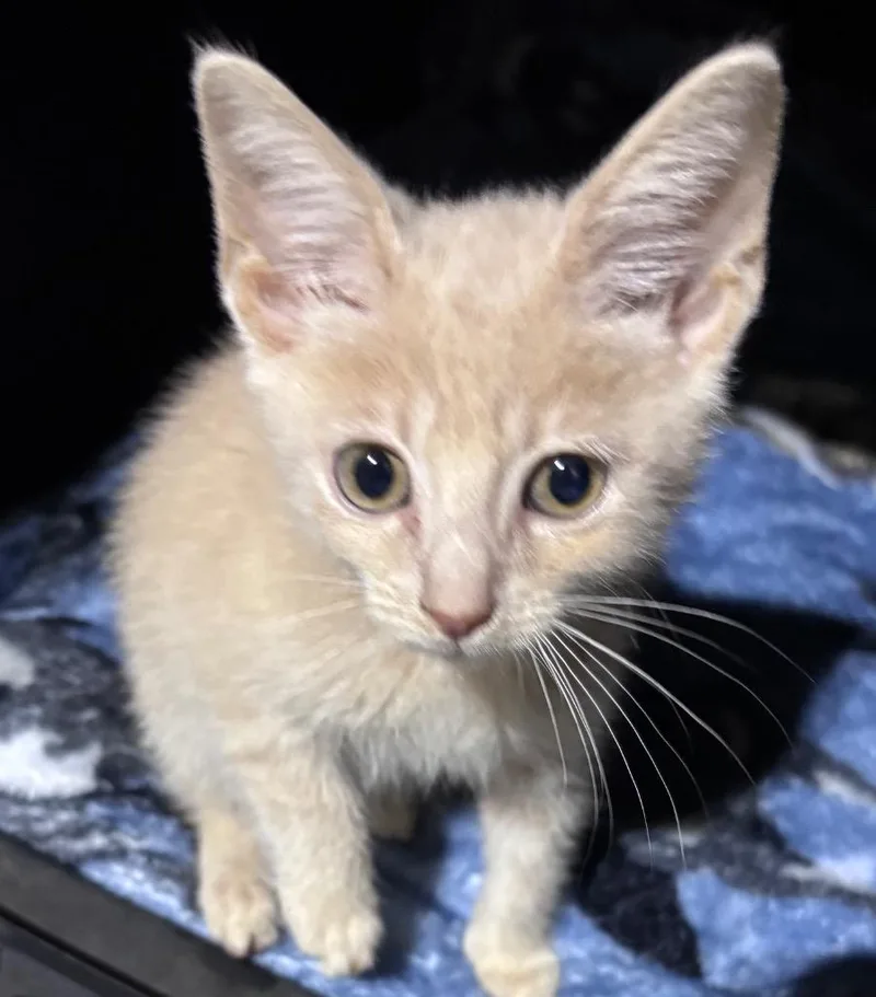 A baby medium-sized male Domestic Short Hair cat named Garth for adoption in Cumming, GA