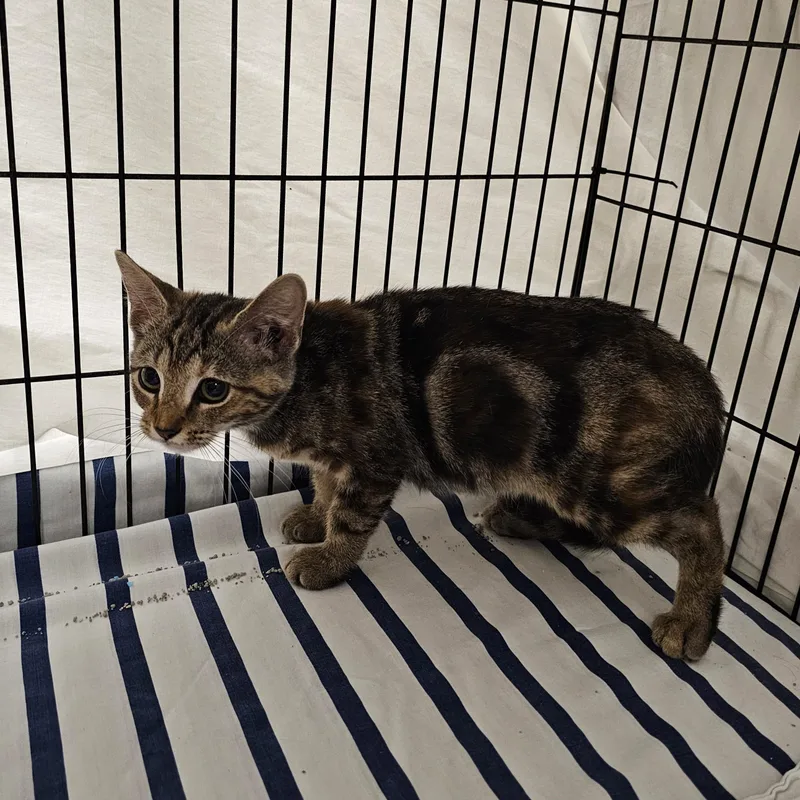 A baby medium-sized female Tabby (Buff / Tan / Fawn) Domestic Short Hair cat named Pecan for adoption in Searcy, AR