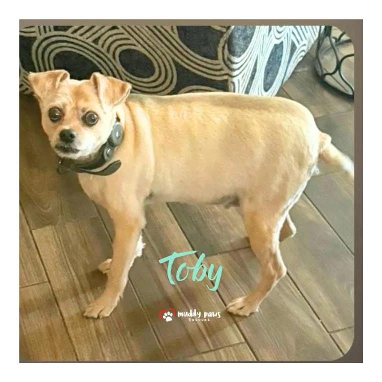 A senior small-sized male Terrier dog named Toby for adoption in Council Bluffs, IA