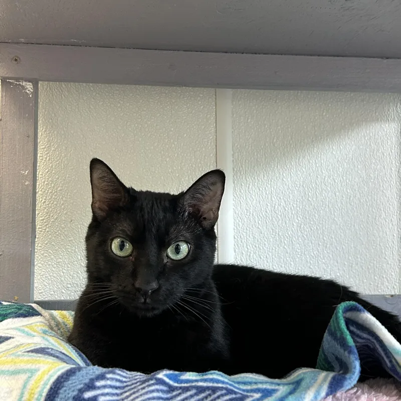 An adult medium-sized male Black Domestic Short Hair cat named Polo for adoption in El Cajon, CA