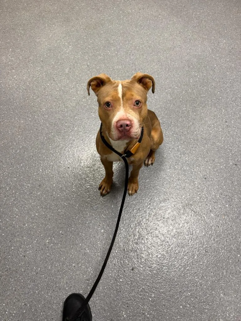 A young large-sized male Pit Bull Terrier dog named Charley for adoption in Greenfield, IN