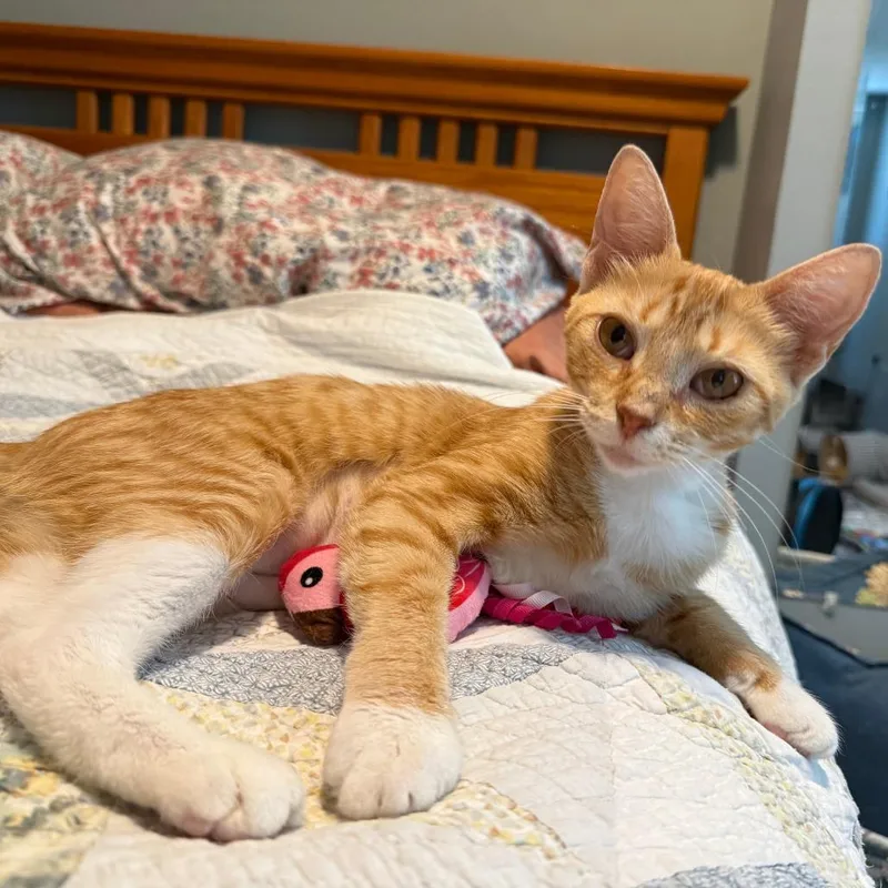 A young medium-sized female Orange / Red Domestic Short Hair cat named Molly for adoption in Roselle, IL