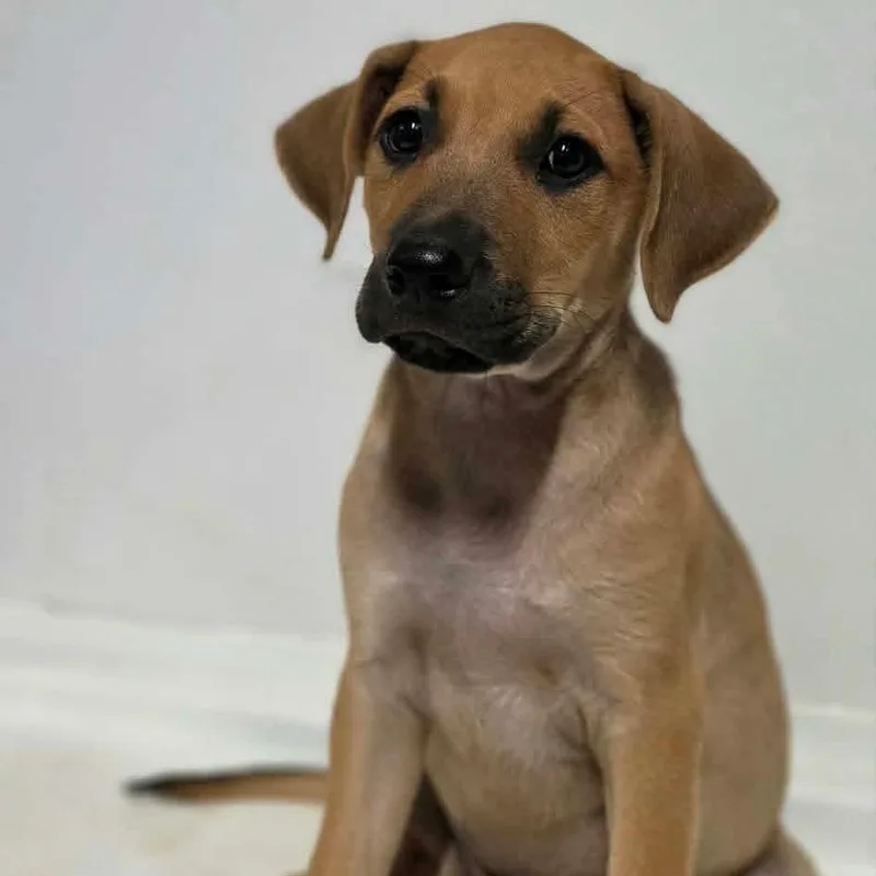 A baby medium-sized male Brown / Chocolate Mixed Breed dog named Bennington for adoption in BONIFAY, FL