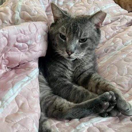 Frank Sinatra thumbnail 2