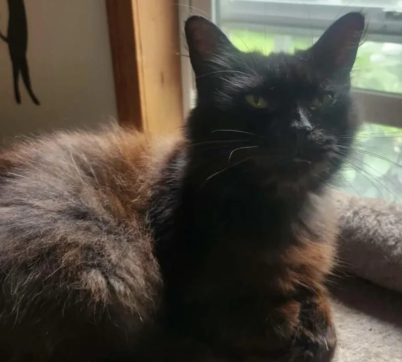 An adult medium-sized female Black Domestic Long Hair cat named Fluffy for adoption in Beckley, WV
