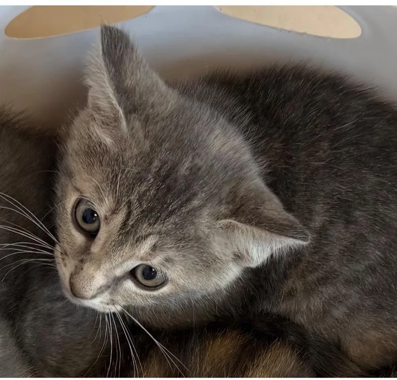 A baby small-sized male Domestic Short Hair cat named Clove for adoption in Belton, TX