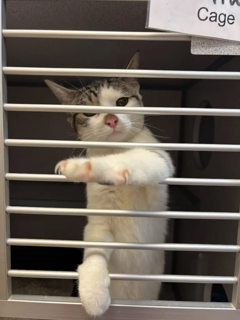 A baby large-sized female Domestic Short Hair cat named Ursa for adoption in Liverpool, NY