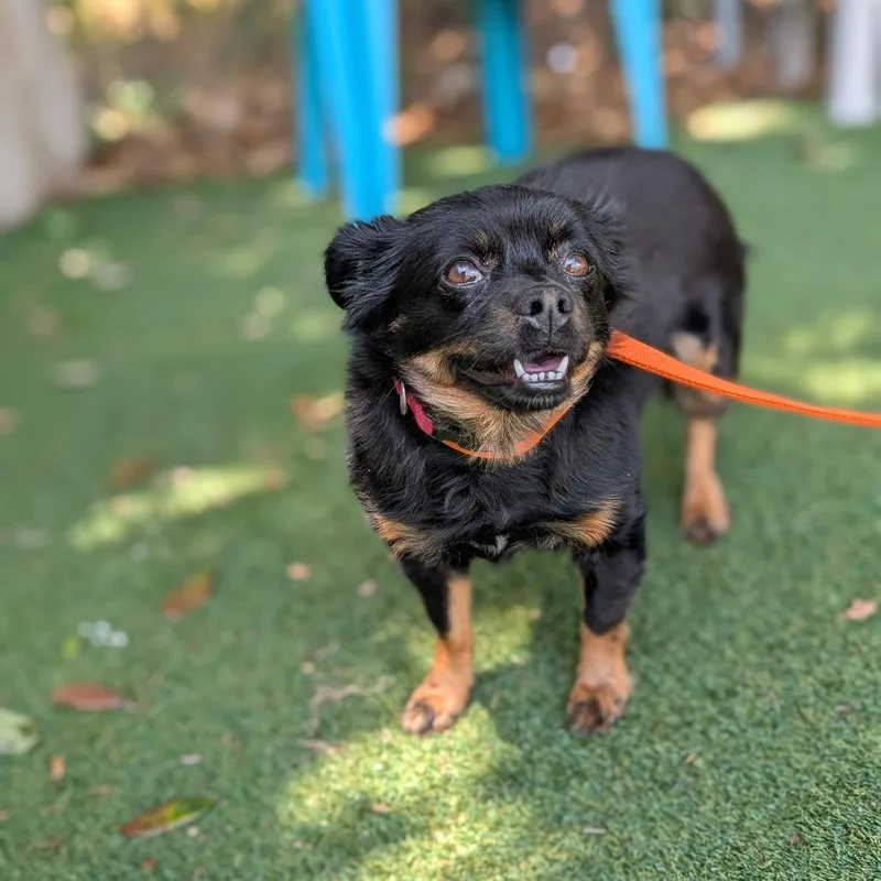 An adult small-sized female Black Chihuahua dog named Luna for adoption in Lakeland, FL