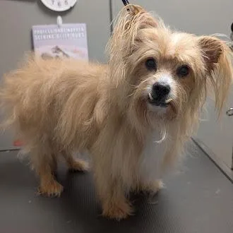 A senior small-sized male Yorkshire Terrier dog named Peluchin for adoption in Las Vegas, NV