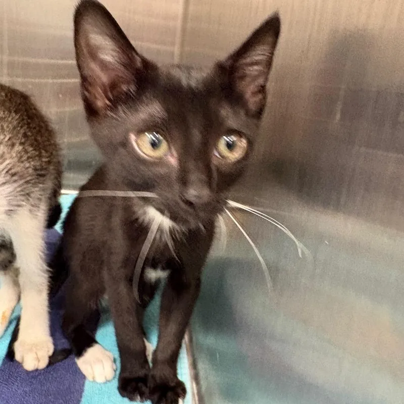 A baby small-sized female Black Domestic Short Hair cat named Jon Jon for adoption in Englewood, FL