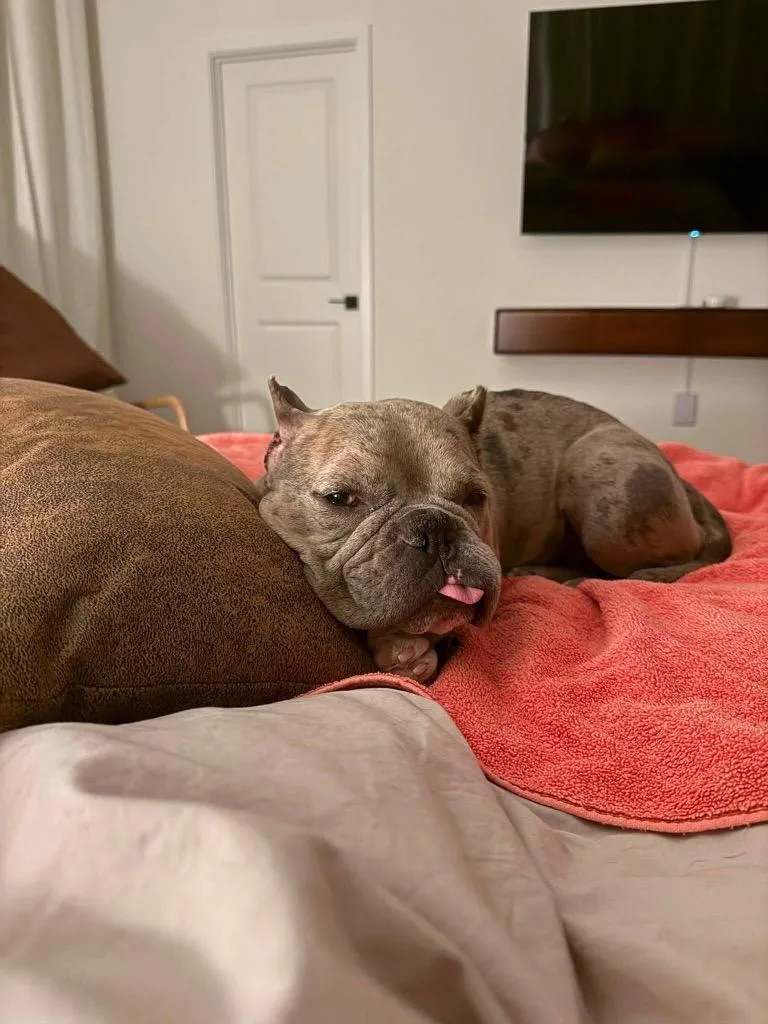 An adult medium-sized female Gray / Blue / Silver French Bulldog dog named Polyester for adoption in Shingle Springs, CA