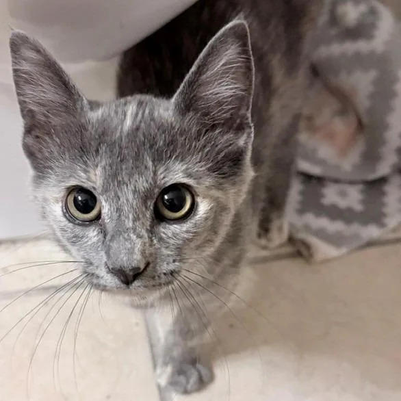 A baby small-sized female Tortoiseshell Domestic Short Hair cat named Sienna for adoption in Prosper, TX