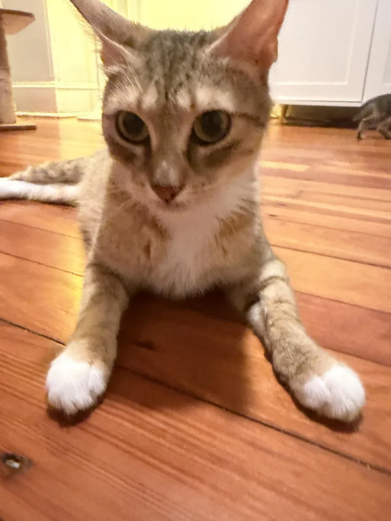 A young medium-sized female Domestic Short Hair cat named Trattoria Mama for adoption in Philadelphia, PA