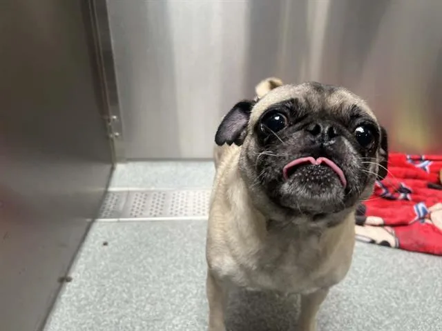 An adult medium-sized female Pug dog named Sundae for adoption in Tustin, CA