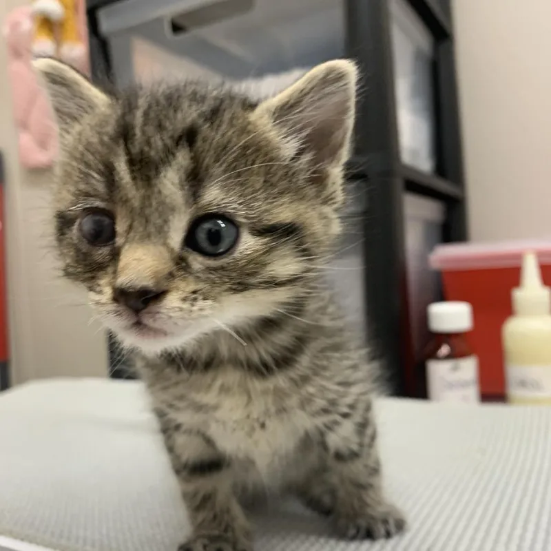 A baby small-sized female Gray / Blue / Silver Domestic Short Hair cat named Marion for adoption in Morganton, NC