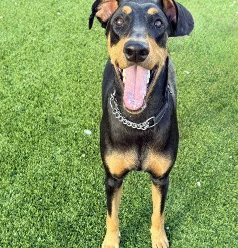 A baby medium-sized female Doberman Pinscher dog named Raven for adoption in Henderson, NV