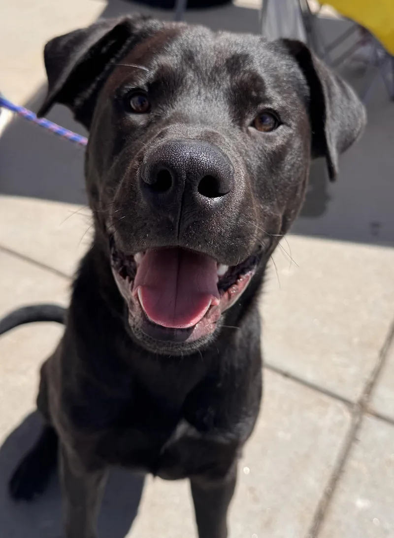 A young large-sized male Black Labrador Retriever dog named Roman for adoption in Elizabeth, CO