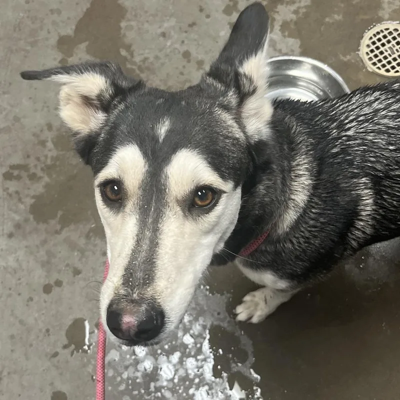 An adult medium-sized female Gray / Blue / Silver Husky dog named Artemis for adoption in Yuma, AZ