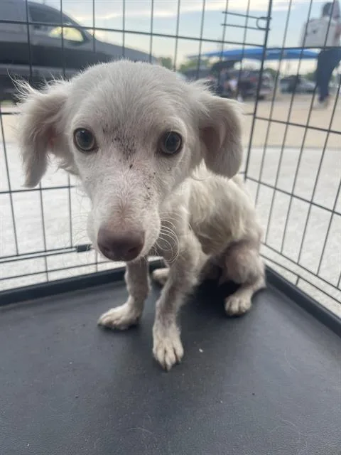 An adult small-sized female Mixed Breed dog named Lina for adoption in Dallas, TX