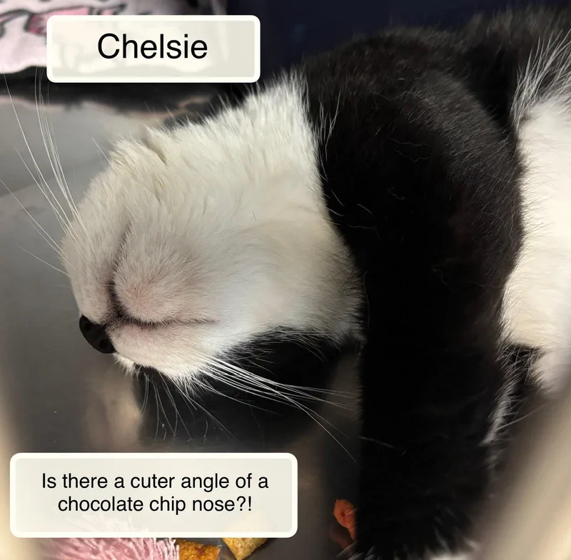 An adult medium-sized female Black & White / Tuxedo Domestic Short Hair cat named Chelsie for adoption in Ellicott City, MD