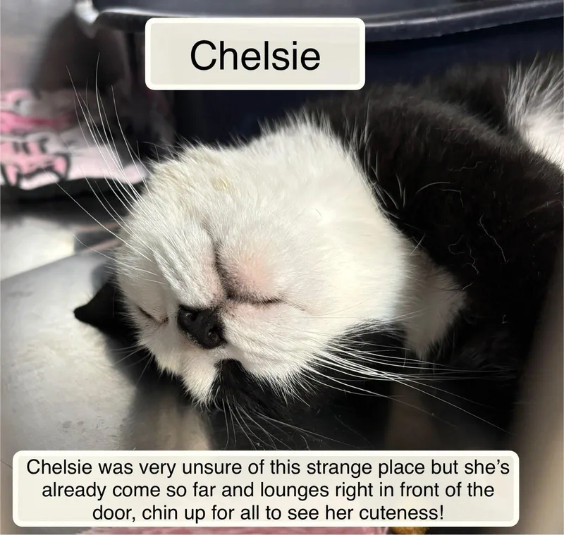 Chelsie thumbnail 2