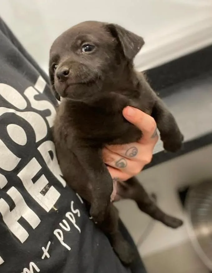 A baby small-sized female Chihuahua dog named Bonfire for adoption in Phoenix, AZ