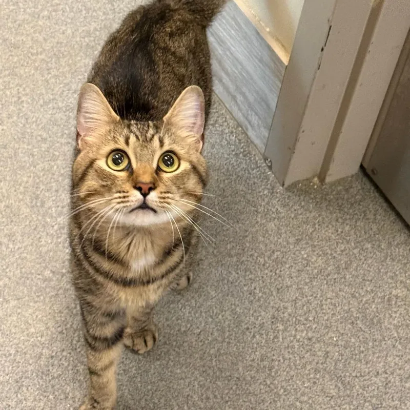 An adult small-sized male Black Domestic Short Hair cat named Victor for adoption in Concord, NH