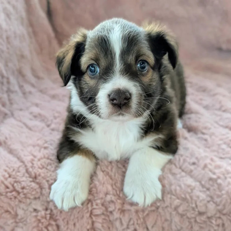 Breezy Pup  Lily thumbnail 2