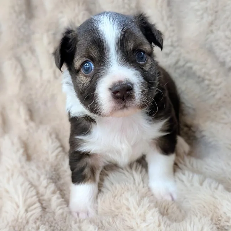 Breezy Pup  Lily thumbnail 3