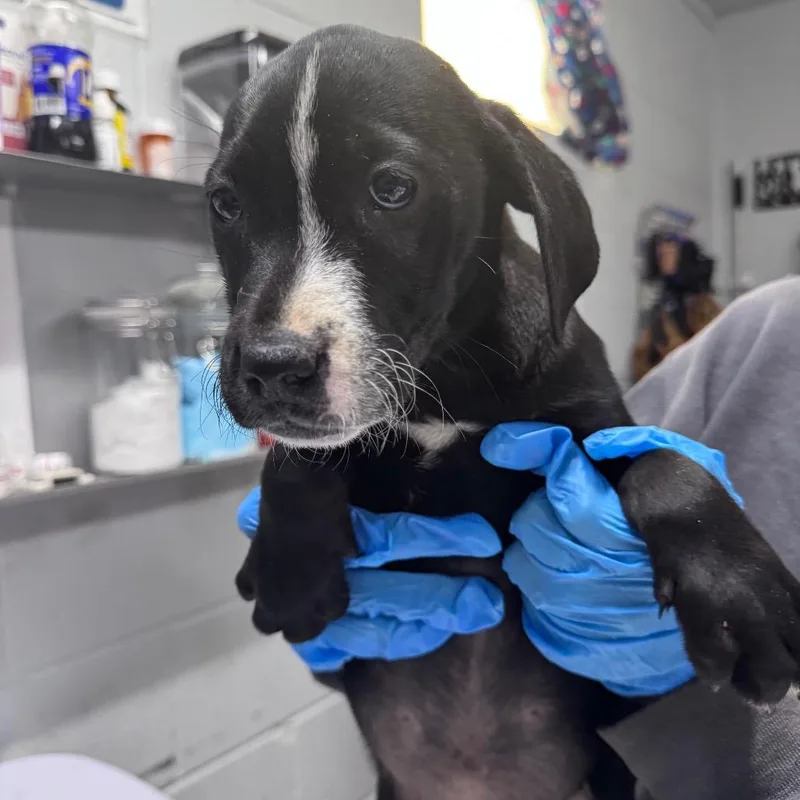 A baby small-sized female Black Mixed Breed dog named Potato Salad for adoption in Summerville, SC