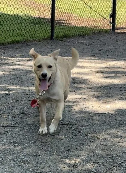 An adult large-sized female Mixed Breed dog named Blossom for adoption in Fairfax, VA