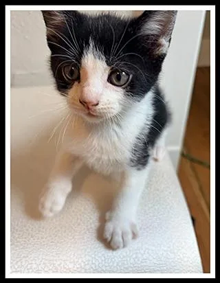 A baby small-sized male Domestic Short Hair cat named Fred for adoption in Peoria, IL