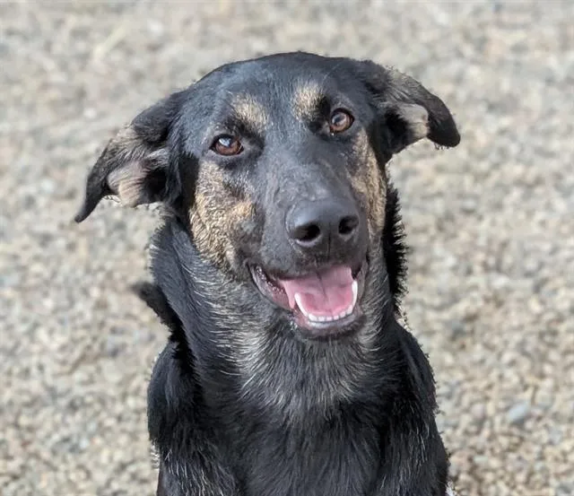 A young medium-sized female German Shepherd Dog dog named Sunshine for adoption in Frisco, CO