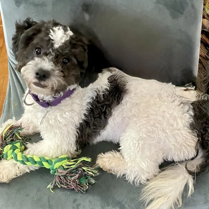 Marshall thumbnail 2