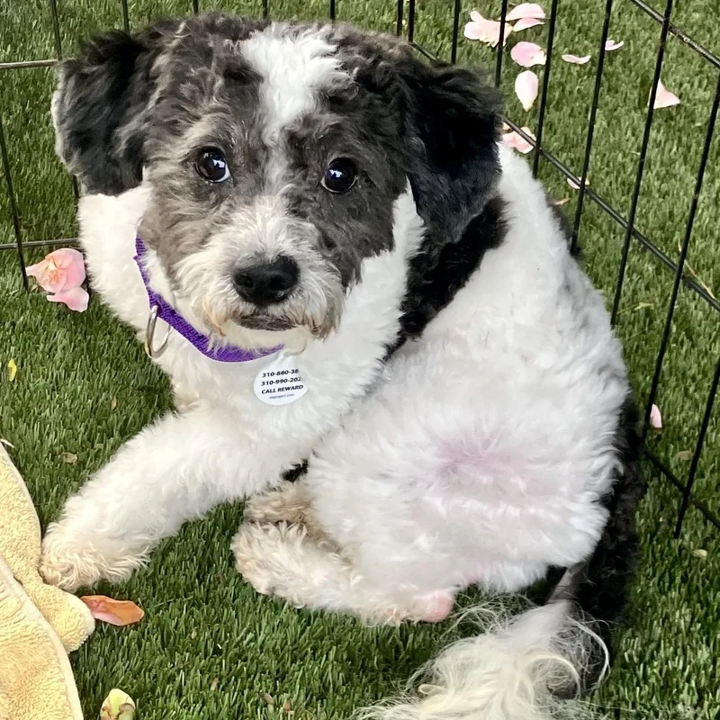 Marshall thumbnail 3