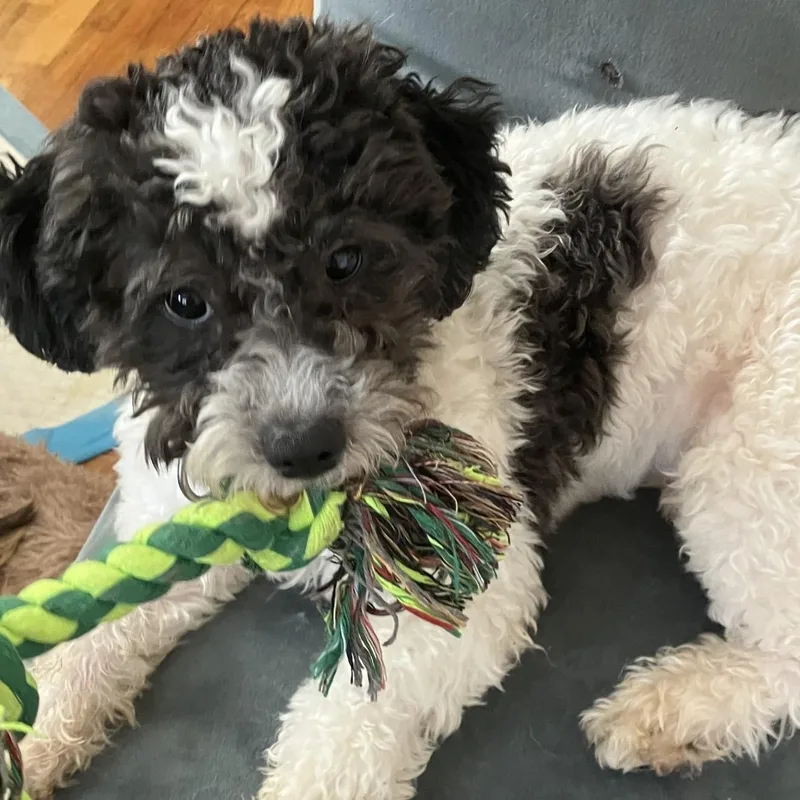 Marshall thumbnail 4