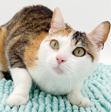 A young medium-sized female Calico cat named Mulchy Is Well... A for adoption in Bedford Hills, NY