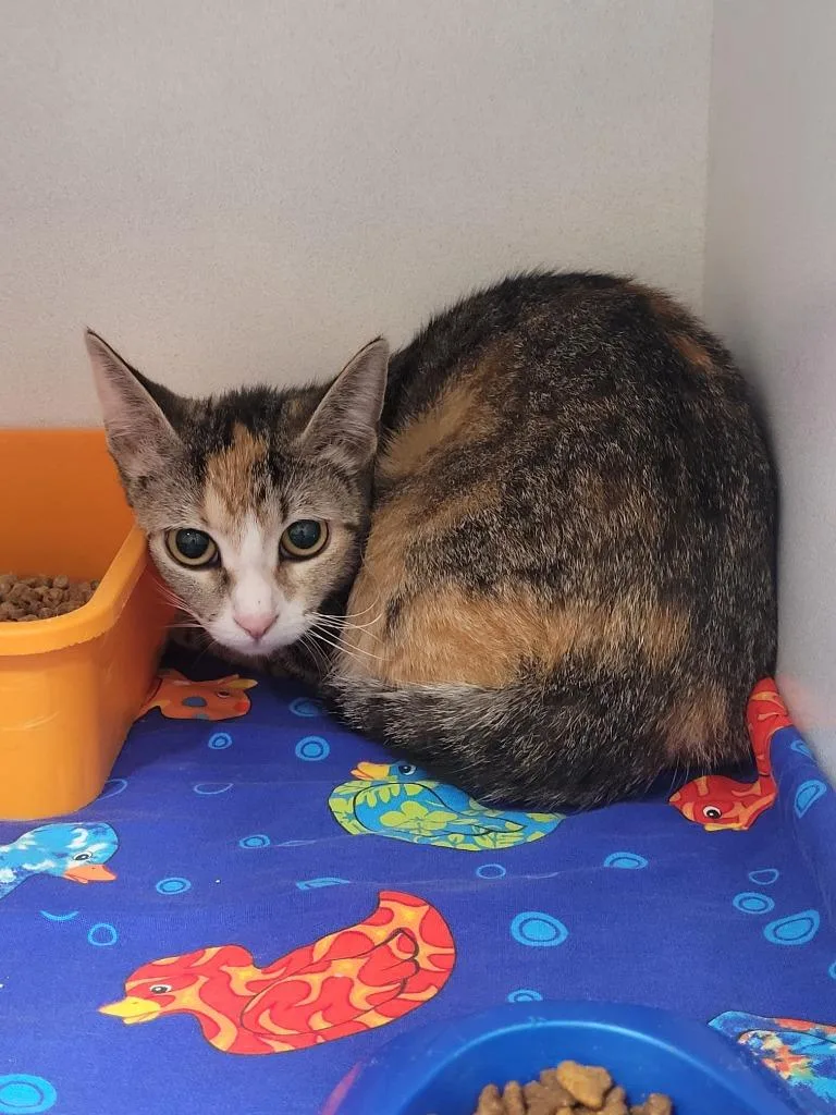 A young medium-sized female Domestic Short Hair cat named Peni for adoption in Huntsville, TX