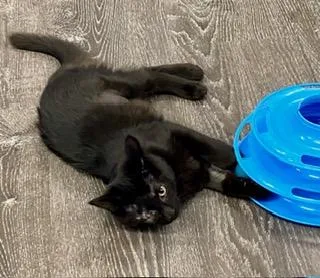 An adult medium-sized female Black American Shorthair cat named Smoke for adoption in Fredericksburg, OH