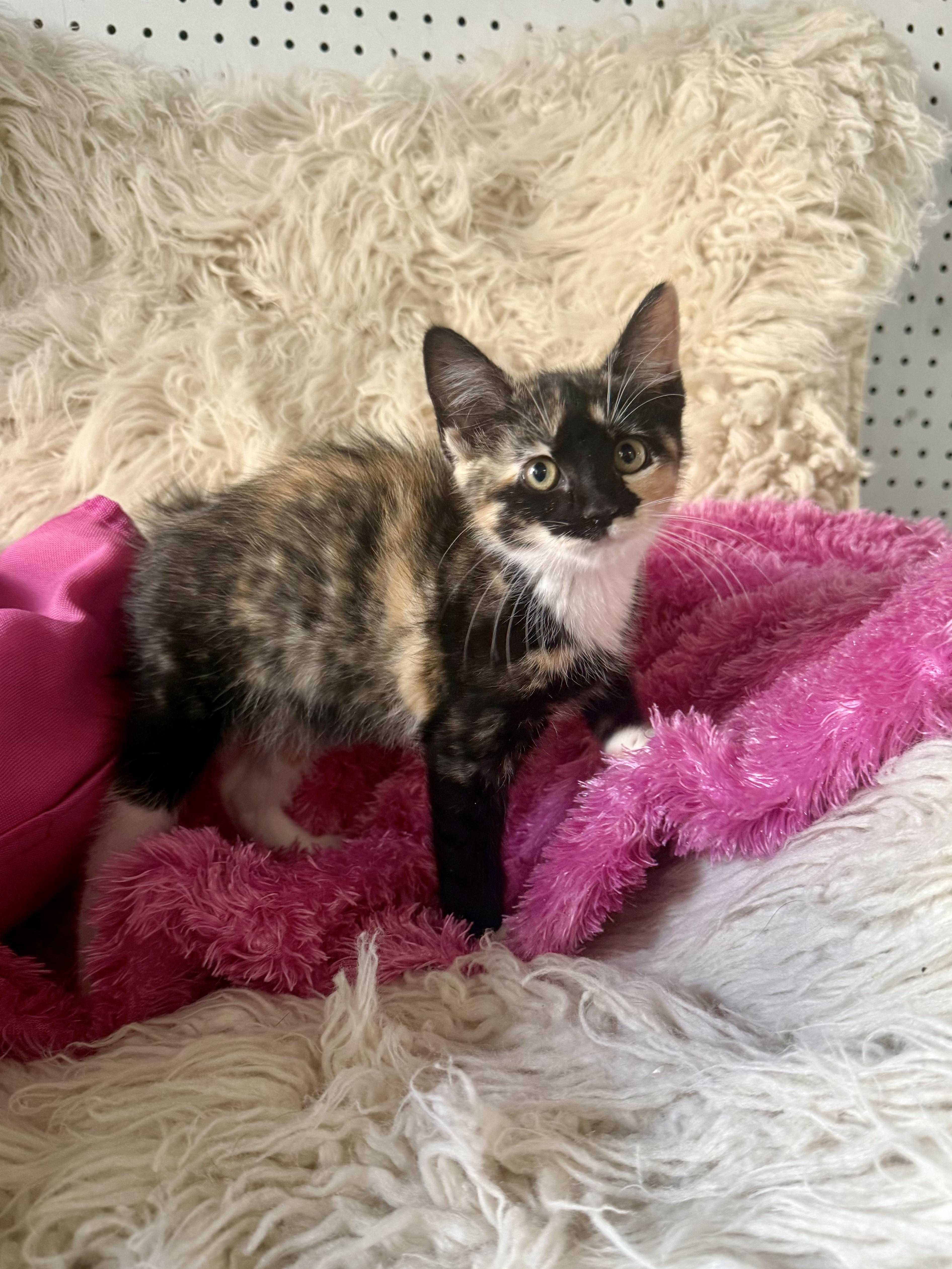 A young medium-sized female Domestic Medium Hair cat named Matcha for adoption in Jefferson, LA