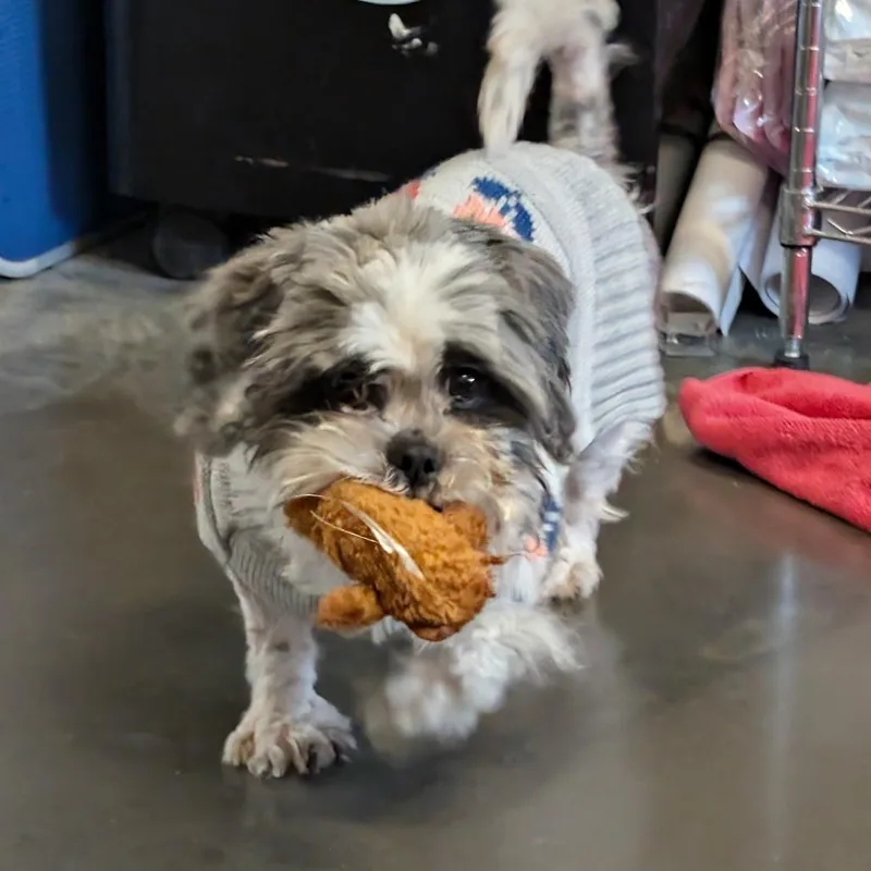 An adult small-sized female Gray / Blue / Silver Shih Tzu dog named Lavender for adoption in Wilmington, DE