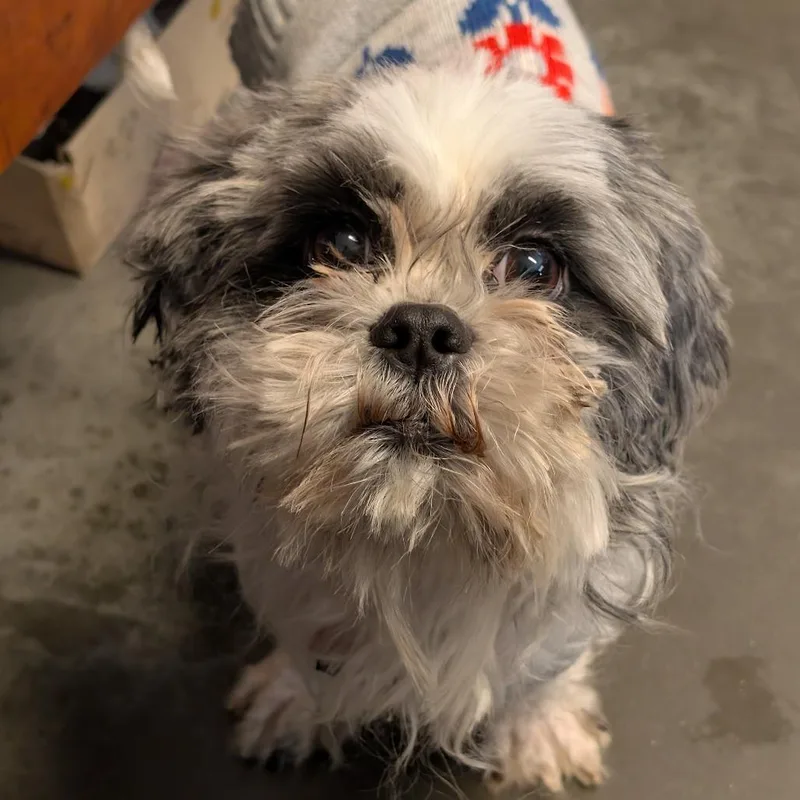 Lavender thumbnail 3