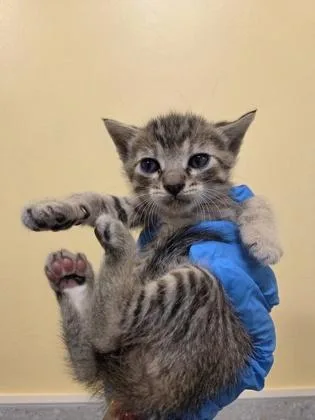 A baby small-sized female Domestic Short Hair cat named Laverne for adoption in Honolulu, HI