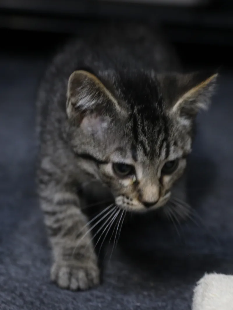 A baby medium-sized male Gray / Blue / Silver Maine Coon cat named Mokara for adoption in Cut Bank, MT