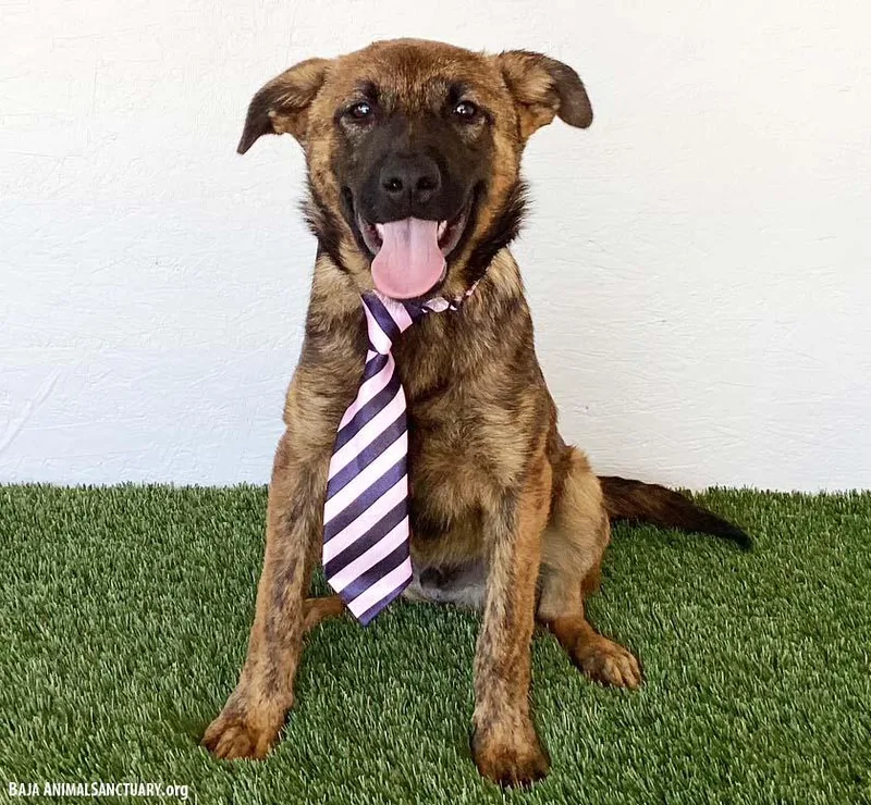 A baby medium-sized male Brindle Dutch Shepherd dog named Bret for adoption in San Diego, CA