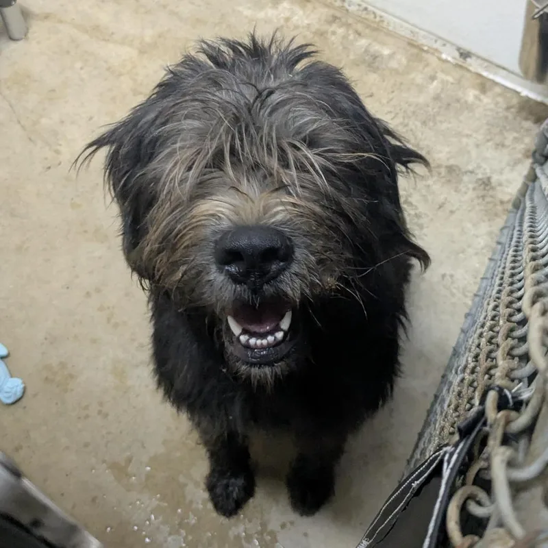 An adult medium-sized female Black Mixed Breed dog named Valley for adoption in Grand Rapids, MI