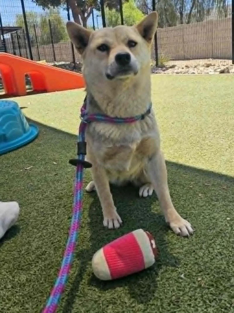 A young small-sized female White / Cream Shiba Inu dog named Bonita for adoption in Glendale, AZ